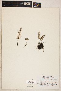 Polypodium polypodioides image