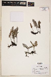 Polypodium polypodioides image