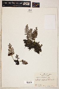 Polypodium polypodioides image