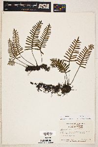 Polypodium polypodioides image