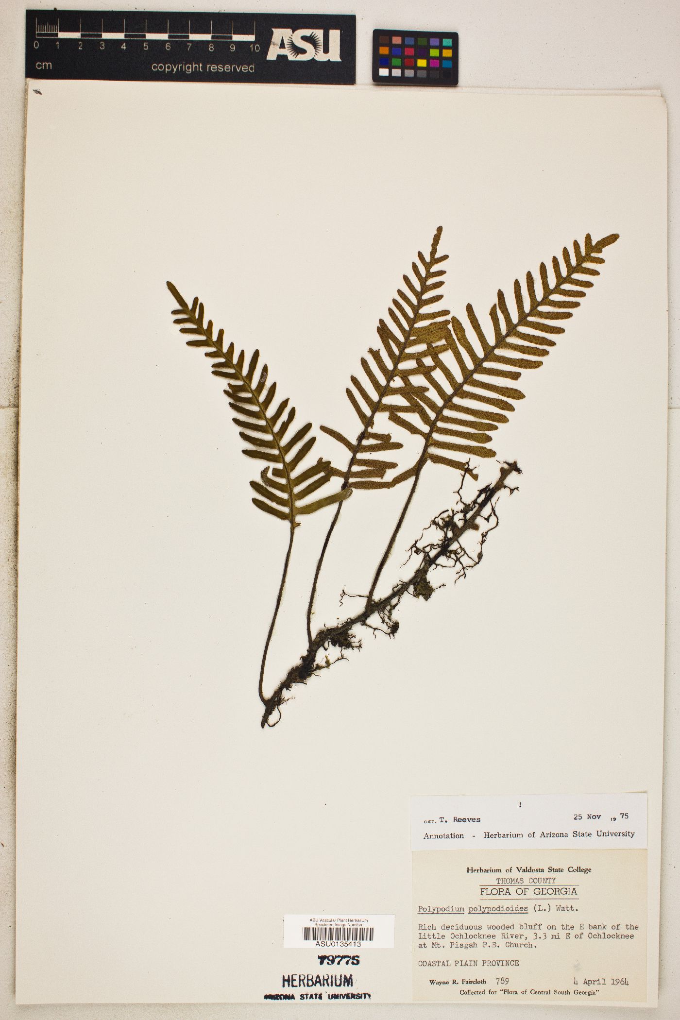 Polypodium polypodioides image