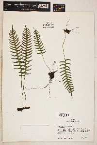 Polypodium vulgare image