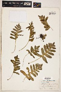 Polypodium vulgare image