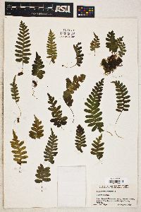 Polypodium vulgare image