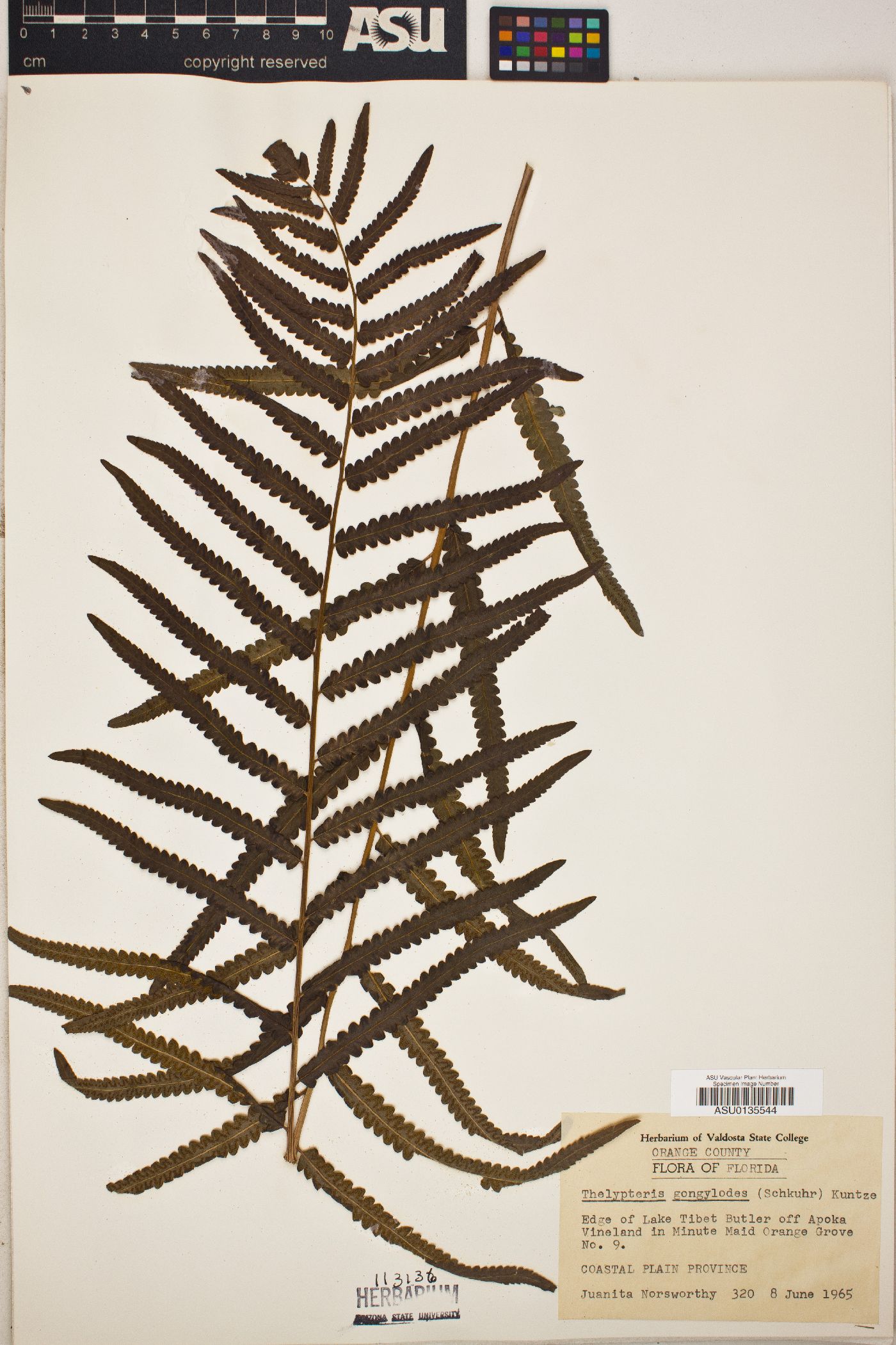 Thelypteris gongylodes image