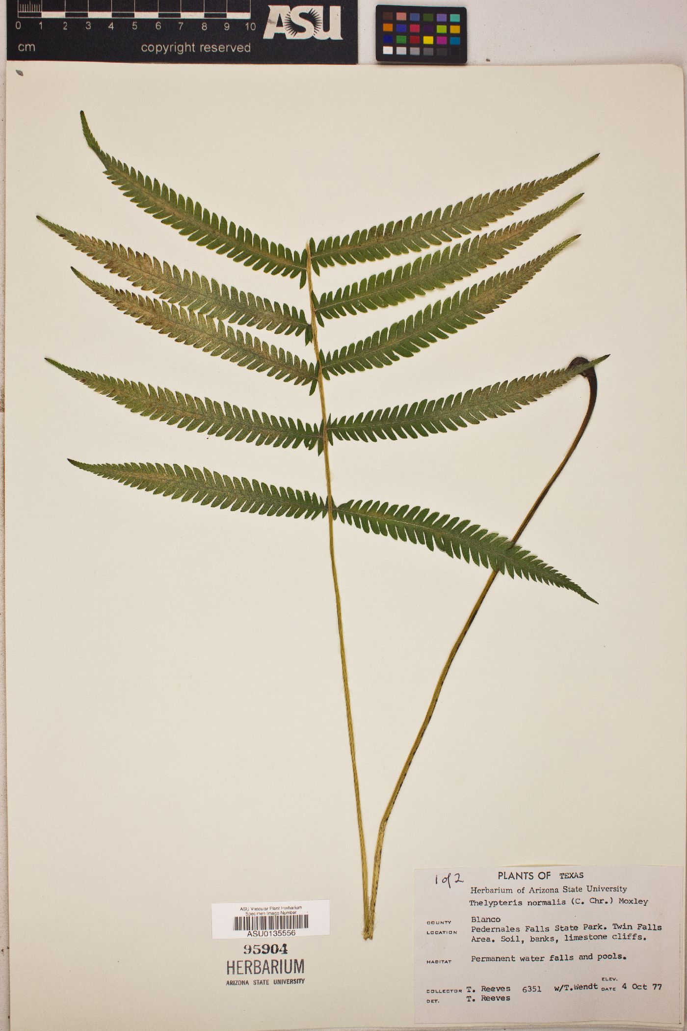 Thelypteris kunthii image