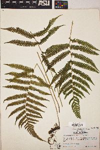 Thelypteris kunthii image