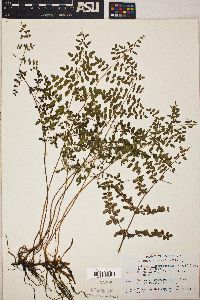 Pellaea andromedifolia image