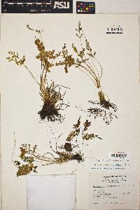 Cryptogramma acrostichoides image