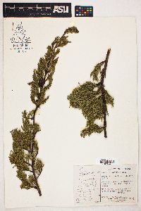 Cupressus macrocarpa image