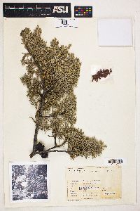 Cupressus arizonica image