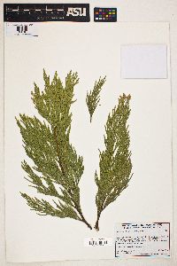 Calocedrus decurrens image