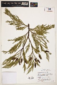 Calocedrus decurrens image