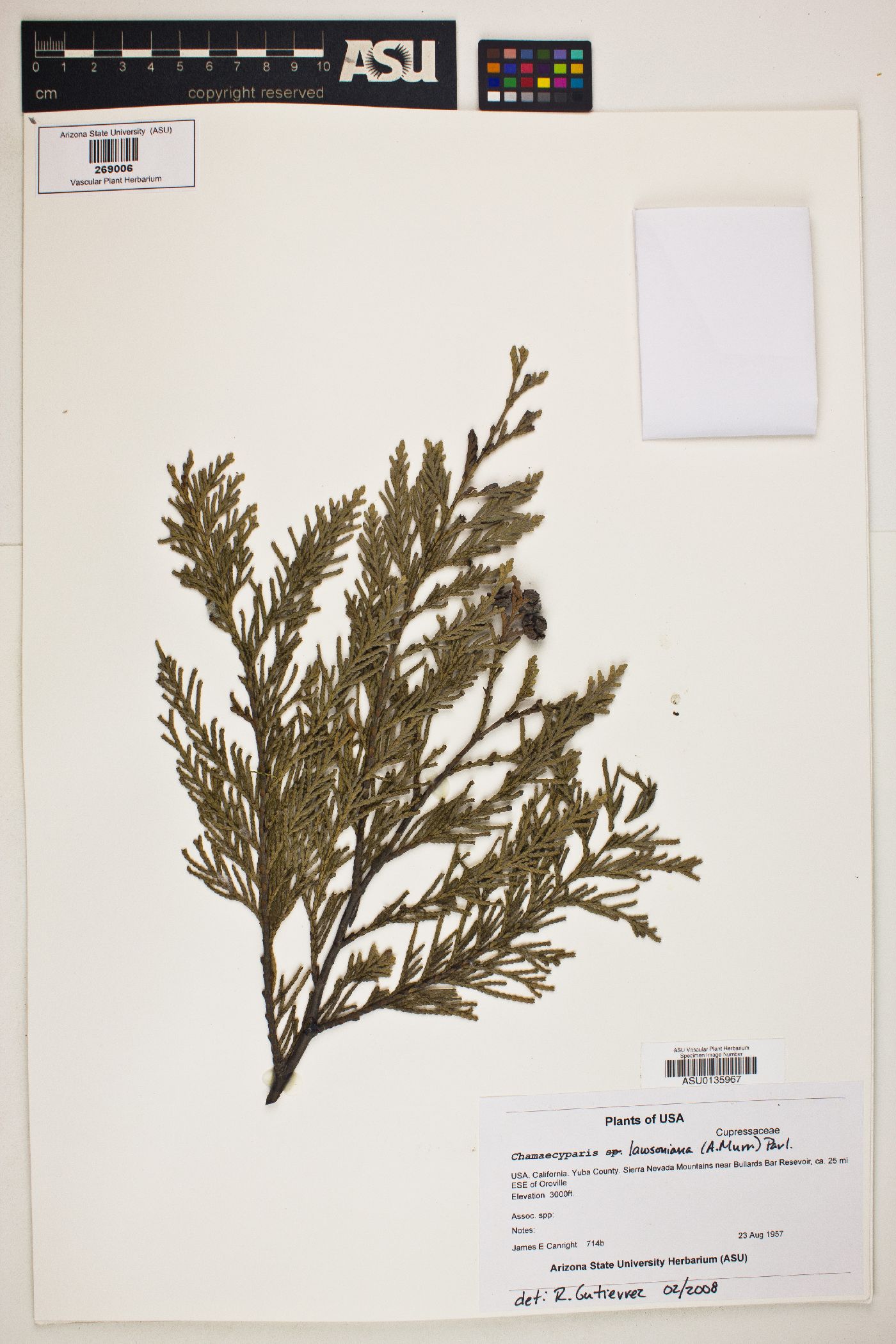 Chamaecyparis lawsoniana image