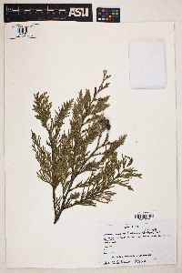 Chamaecyparis lawsoniana image