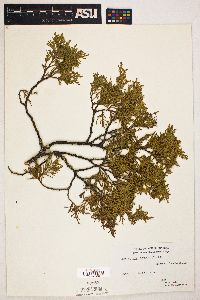 Chamaecyparis thyoides image