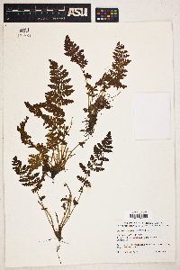 Image Associated With the Occurence