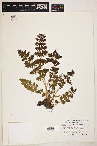 Image Associated With the Occurence