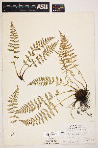 Woodsia scopulina image