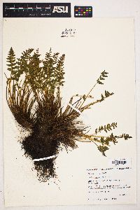 Woodsia scopulina image