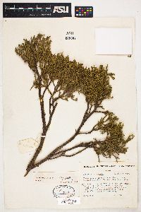 Juniperus occidentalis var. australis image