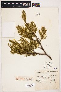 Juniperus occidentalis image