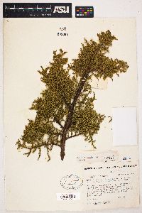 Juniperus occidentalis image