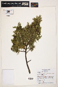 Juniperus monosperma image