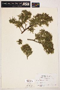 Juniperus monosperma image