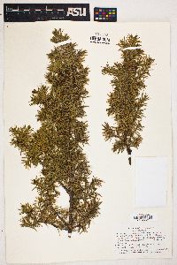 Juniperus communis var. saxatilis image