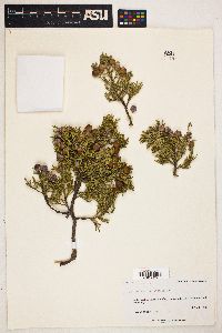 Juniperus deppeana image