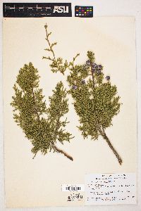 Juniperus californica image