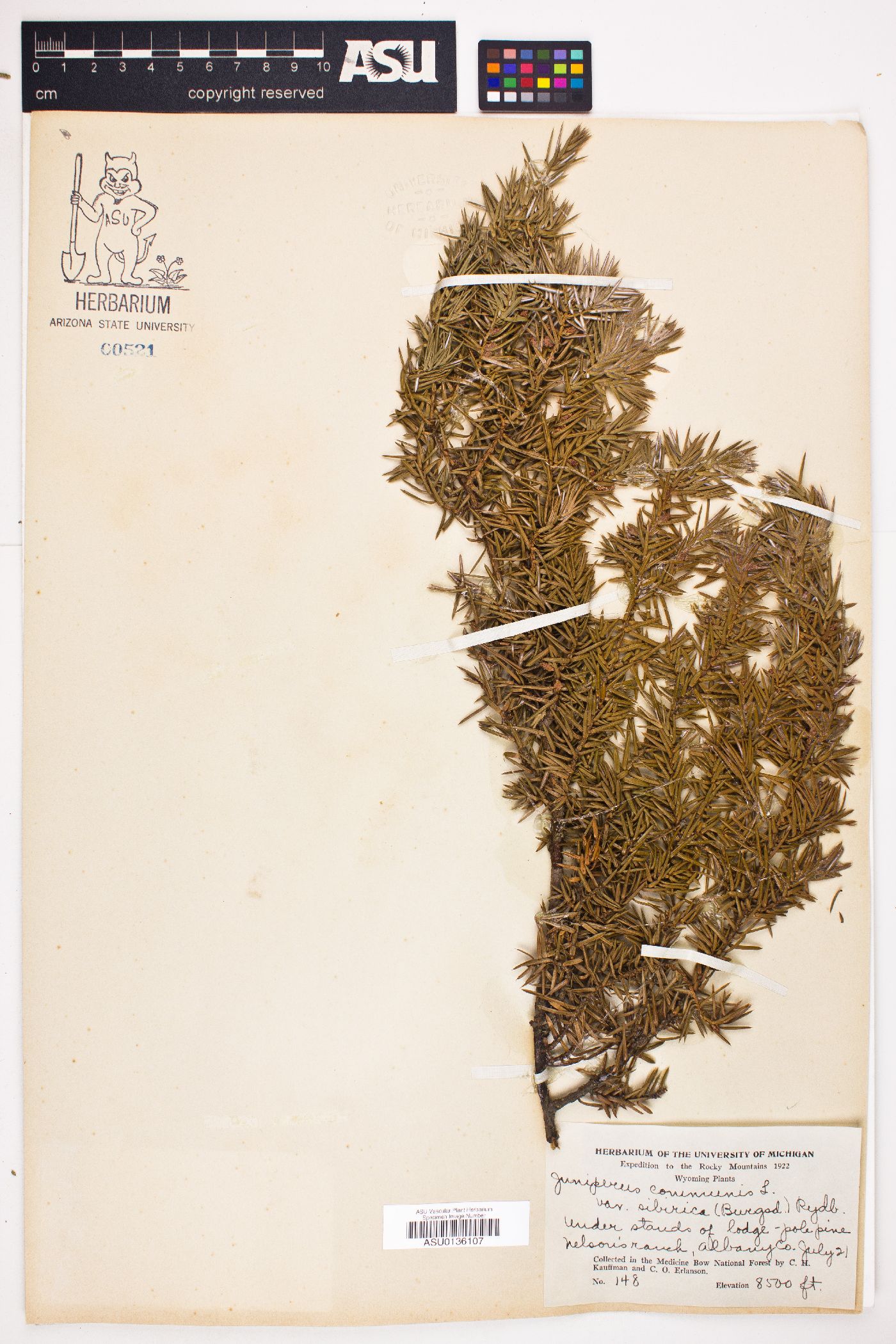 Juniperus communis var. saxatilis image