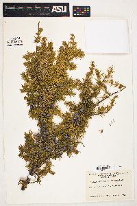 Juniperus communis var. depressa image