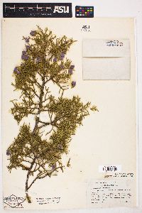 Juniperus californica image