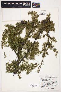 Cupressus pygmaea image