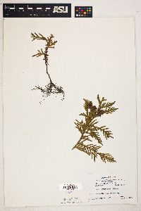 Thuja occidentalis image