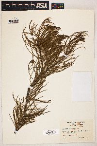 Taxodium ascendens image