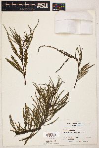 Taxodium ascendens image