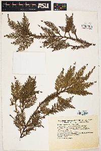 Sequoia sempervirens image