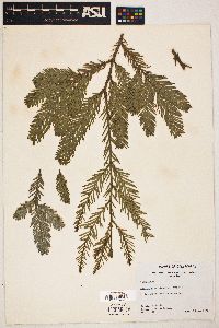 Sequoia sempervirens image