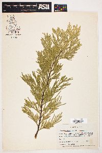 Calocedrus decurrens image