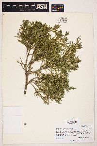 Juniperus scopulorum image