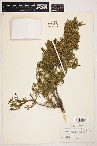 Juniperus scopulorum image