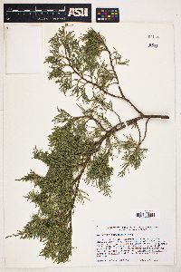 Juniperus scopulorum image