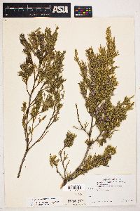 Juniperus scopulorum image