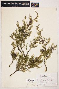 Juniperus scopulorum image