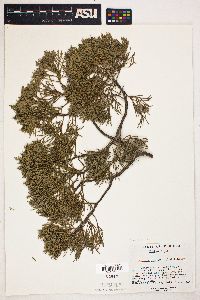 Juniperus silicicola image