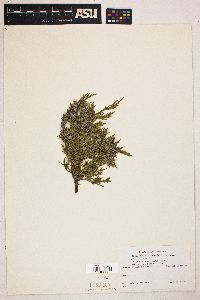 Juniperus scopulorum image