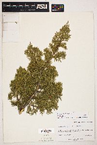 Juniperus pinchotii image